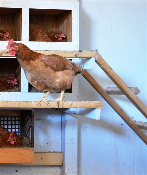 Hens cackle and run around barn - sound effect