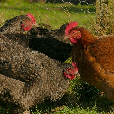 Hens cackle and run around barn - sound effect