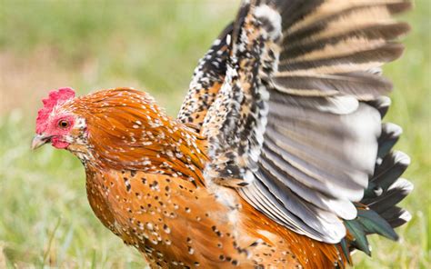 Chickens cackle, worry, flap their wings - sound effect