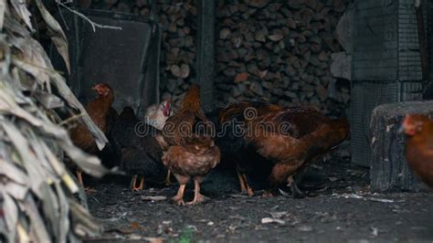 Mooing cows in the barn, against the background of chickens - sound effect