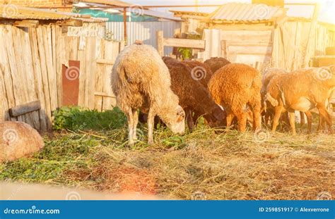 General atmosphere of cattle and sheep in the paddock - sound effect