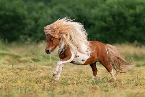 Scottish ponies - sound effect