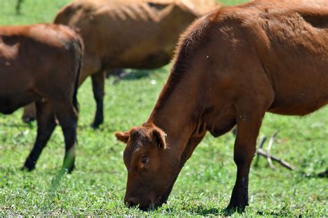 Cattle grazing in the meadow - sound effect