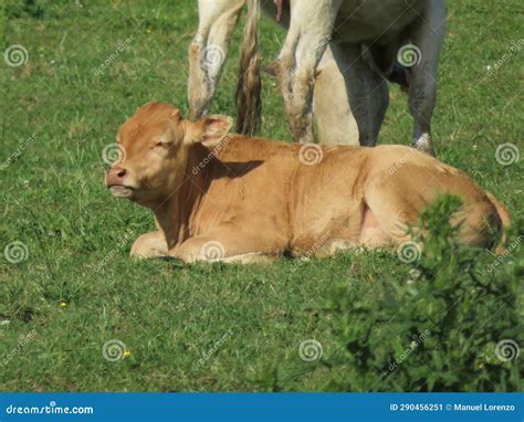 Calm atmosphere with cows and calves - sound effect