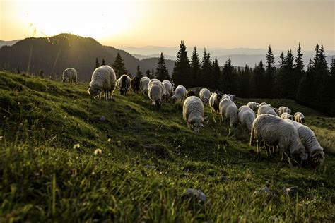 Herd of sheep in the pasture - sound effect