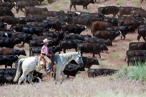 Herd of cattle and screams of cowboys - sound effect