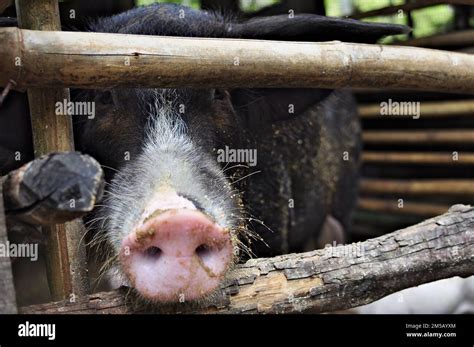 Pigs and piglets in a pigsty, from the inside - sound effect