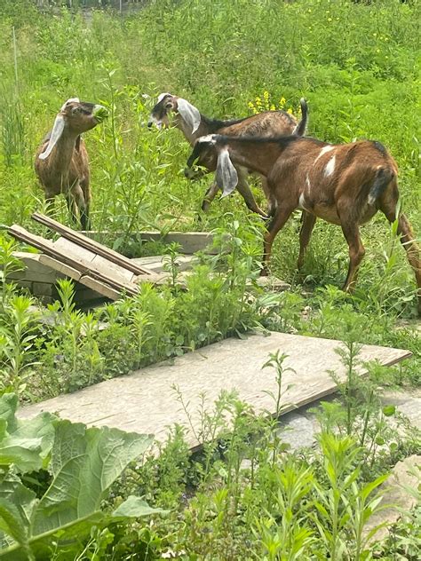 Pigs in a paddock, goats in the background - sound effect