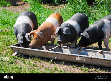 Pig eats from a trough - sound effect