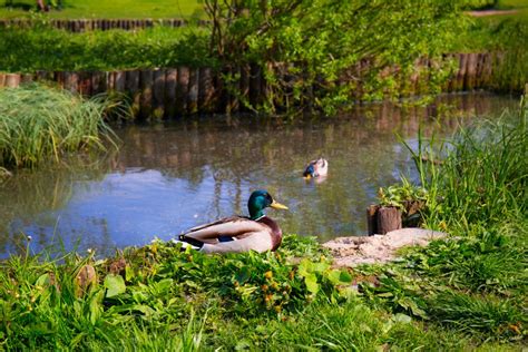 Ducks on the pond, rustic atmosphere in the background - sound effect