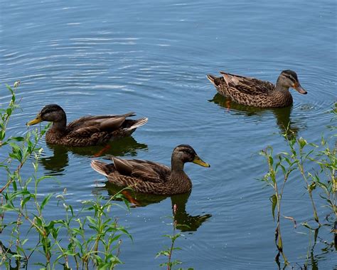 Ducks on the pond - sound effect