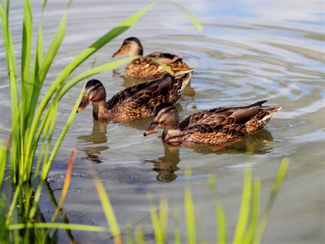 Ducks on the pond - sound effect