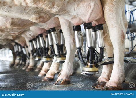 Sound of a cow being milked