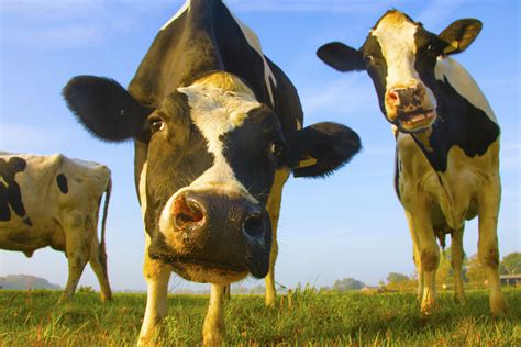 Sound of cows on the farm, mooing