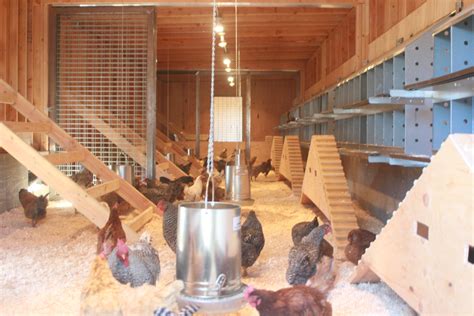 Sound of chickens in a barn