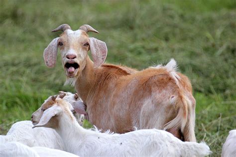 Goat bleating - sound effect