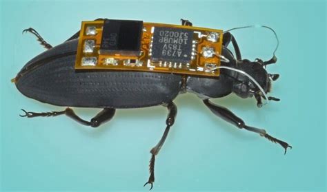 Electronic sound space insects