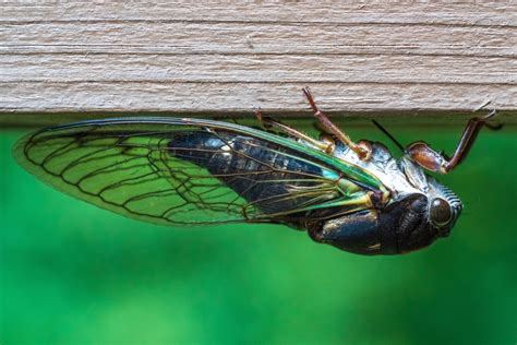 Alien cicada 2 (loop) - sound effect