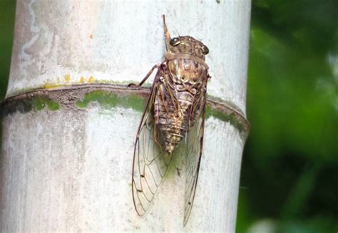 Alien cicada (loop) - sound effect