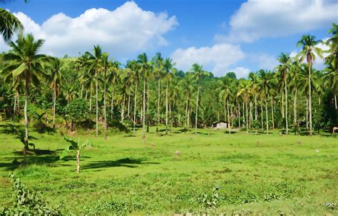 Forests, fields, jungle sound effects