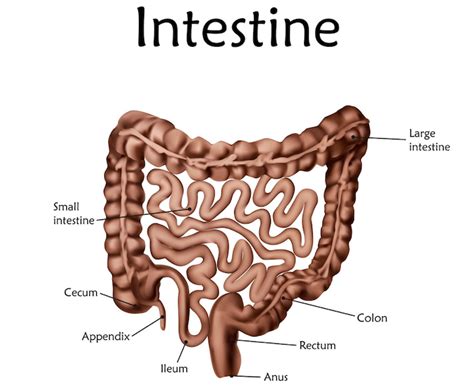 Intestines are thrown into a bucket - sound effect