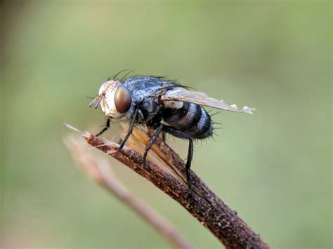 Flies are buzzing, lots of flies - sound effect