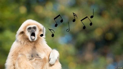 Gibbon singing - sound effect