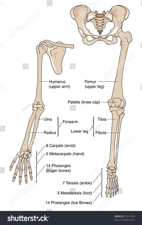 Sawing leg bones - sound effect