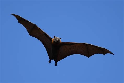 Squeak of giant bats - sound effect