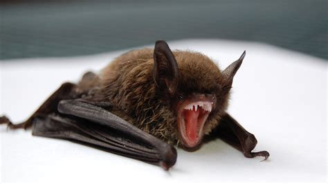 Squeak of vampire bats - sound effect