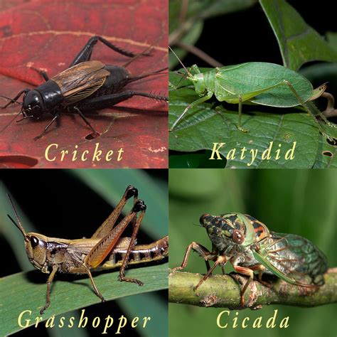 Cicadas and crickets - sound effect