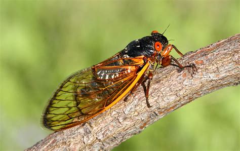 Cicadas are humming - sound effect