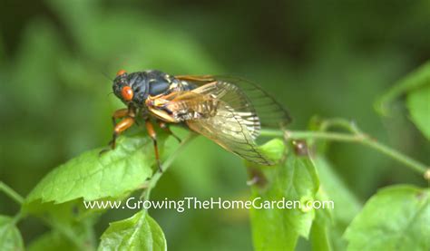 Cicadas are humming - sound effect