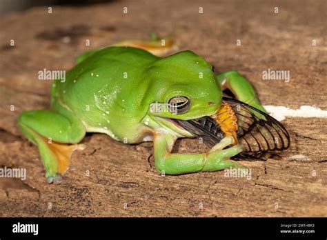 Frogs on the background of cicadas - sound effect