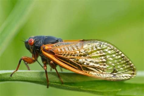 Frogs on the background of cicadas (2) - sound effect