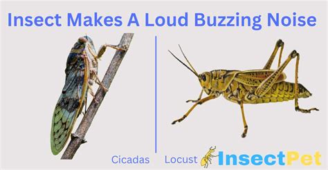 Hum, buzz of insects - sound effect