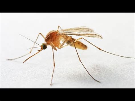 Mosquito squeak - sound effect