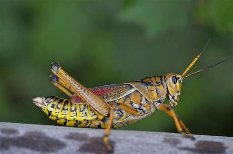 Grasshoppers, sound of grasshoppers