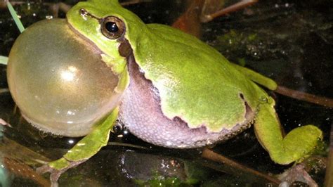 Tree frog croaks, others respond - sound effect