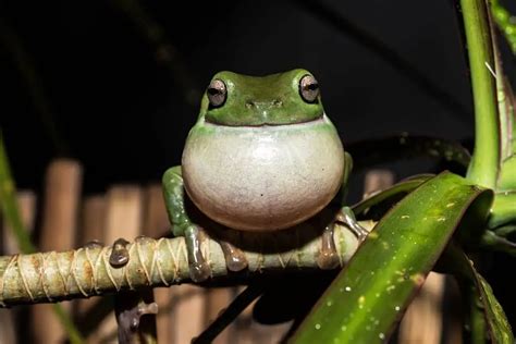 Tree frog croaks, others respond - sound effect