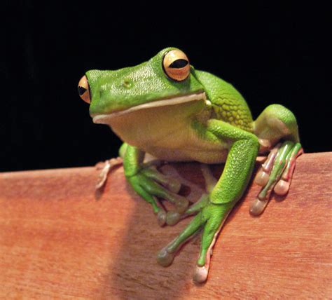 Frog - sound effect