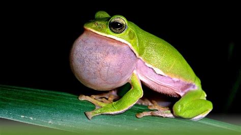 African frogs croak - sound effect