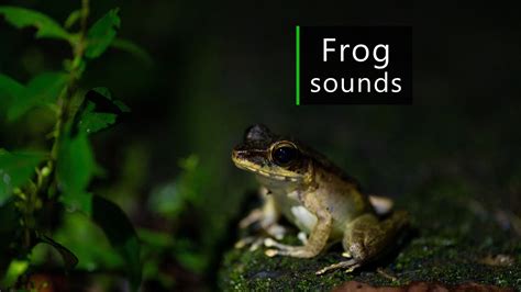 African frogs croak - sound effect