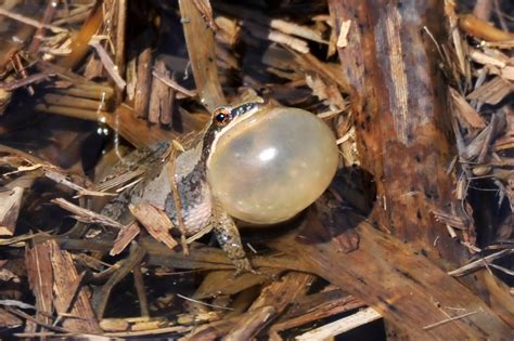 Frogs croak in chorus - sound effect