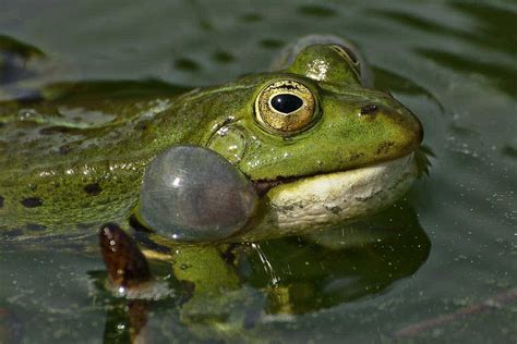 Frogs in the swamp are croaking - sound effect