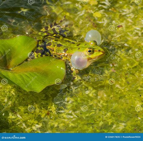 Frogs in the swamp are croaking - sound effect