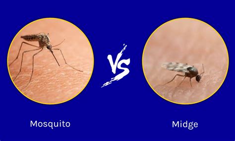 Mosquito, midge, mosquito - sound effect