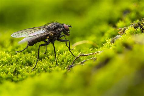 Flies swirl and buzz - sound effect