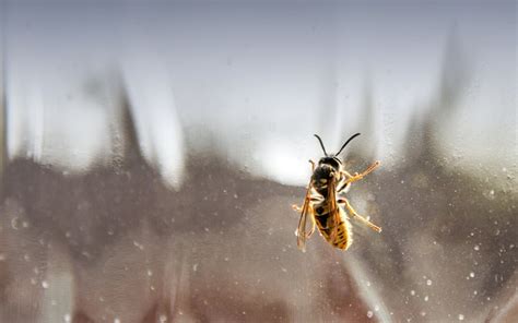 Wasp on the window - sound effect