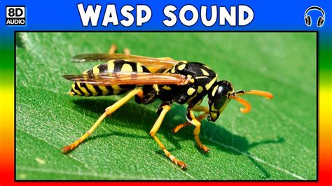 Wasp sound effect (2)
